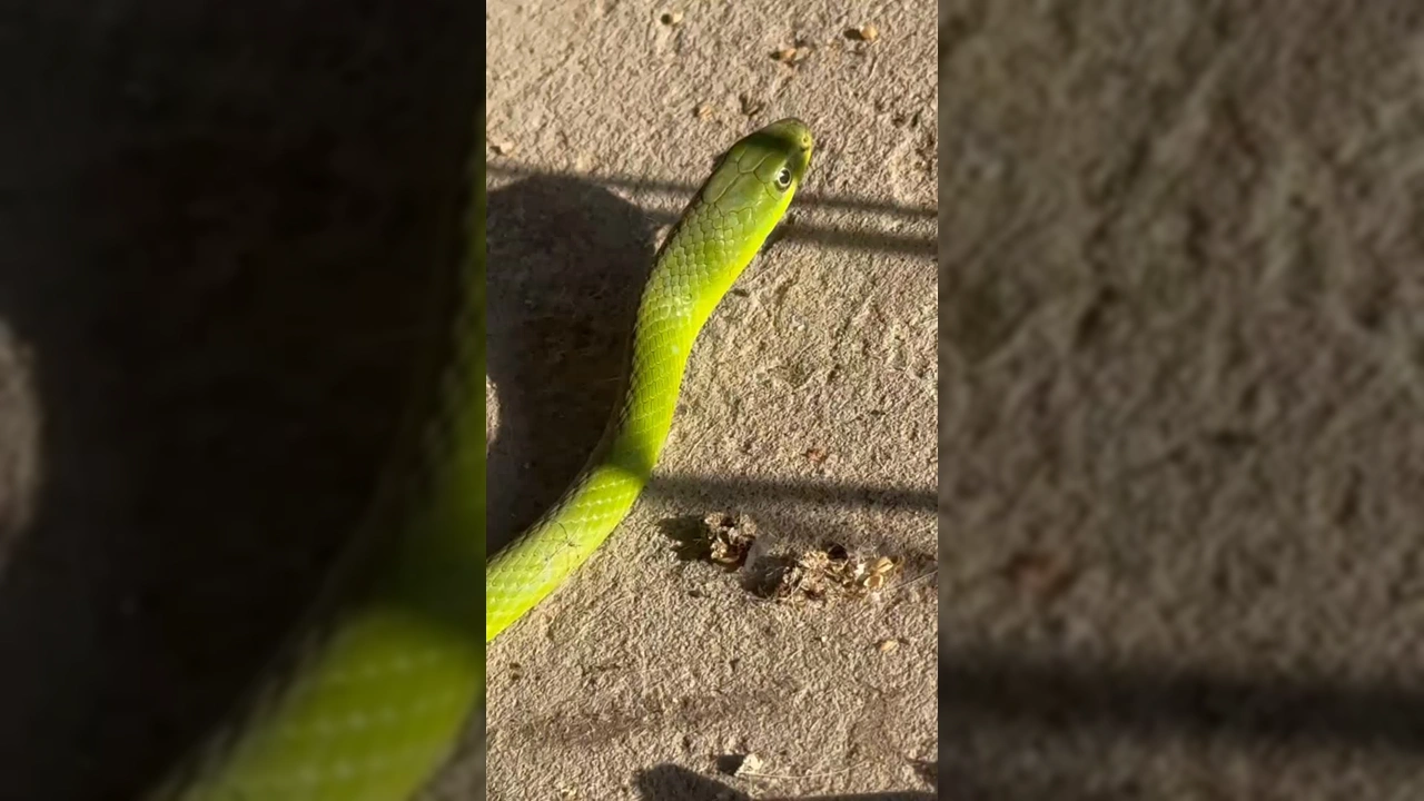 Cobra verde deitado em superfície terrosa, com sombras ao redor. Crédito: rioaraguaiabrasil / Instagram