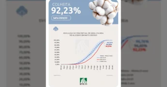 Imagem detalhada da fibra de algodão, representando a colheita em Mato Grosso pela safra 2024/25. Crédito: IMEA / Instagram