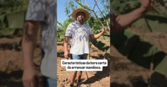 Homem com chapéu de palha e mandioca recém-colhida no campo, ensinando sobre colheita / Instagram Agronomodevera