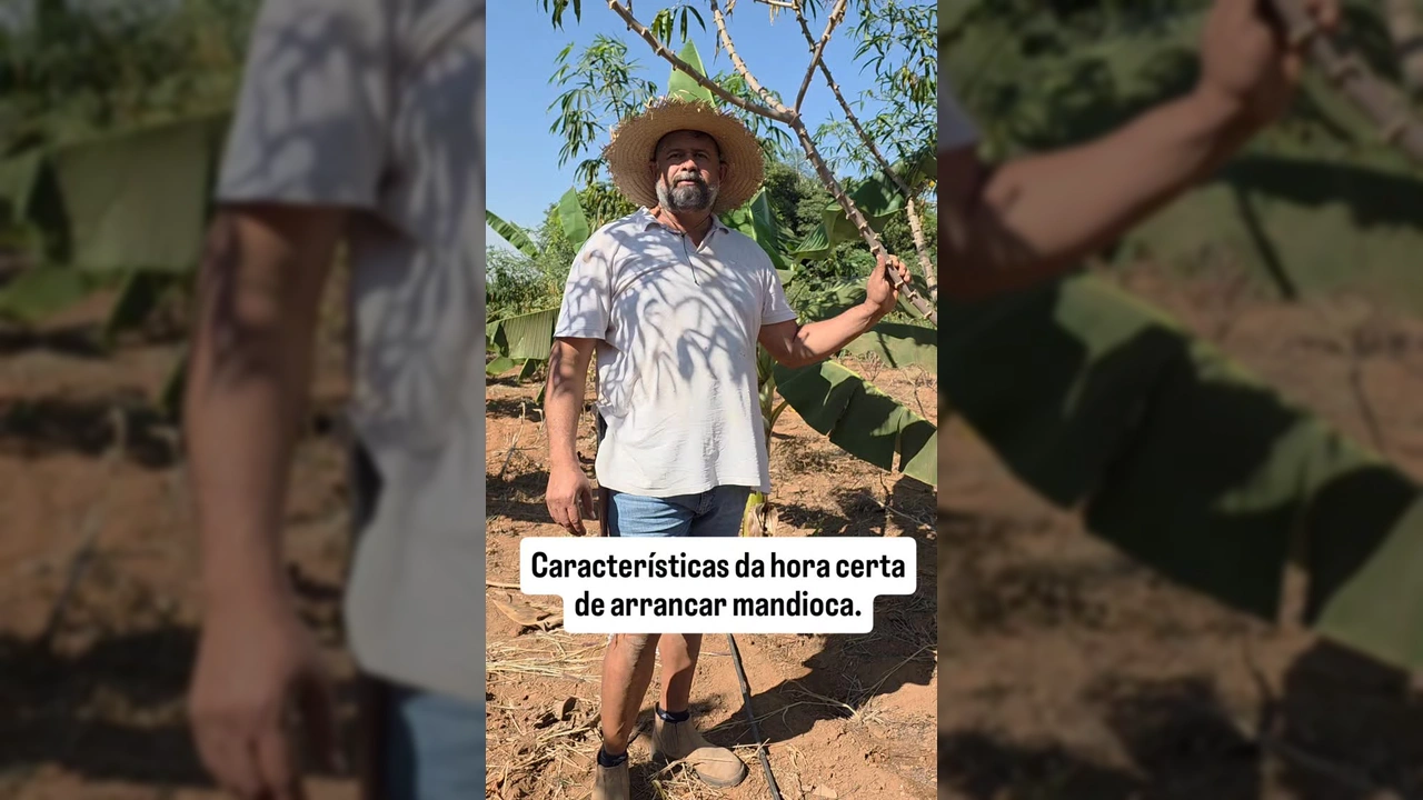 Homem com chapéu de palha e mandioca recém-colhida no campo, ensinando sobre colheita / Instagram Agronomodevera