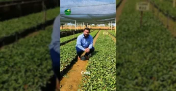 Mudas de café clonal em viveiro municipal de Colniza, com o Secretário de Agricultura Valmiro Alves e o coordenador Denilson / Instagram Prefeitura de Colniza
