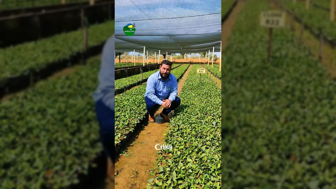Mudas de café clonal em viveiro municipal de Colniza, com o Secretário de Agricultura Valmiro Alves e o coordenador Denilson / Instagram Prefeitura de Colniza