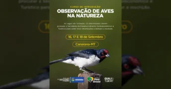 Imagem de um pássaro colorido pousado em um tronco, divulgando o Curso de Observação de Aves em Canarana-MT. Créditos: Prefeitura de Canarana - MT / Instagram.