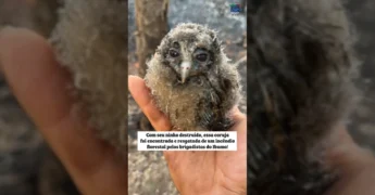 Imagem de um filhote de coruja resgatado de um incêndio florestal por brigadistas do Ibama no Alto Xingu. Créditos: ibamagov/Instagram.