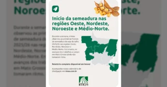 Imagem ilustrativa de grãos de soja e vagens, representando o início da semeadura em Mato Grosso para a safra 2025/26. Crédito: Imea / Instagram @imea.mt