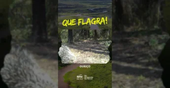 Imagem de um ouriço-preênsil caminhando em uma área de mata, com a legenda QUE FLAGRA! e OURIÇO. Créditos: Sesc Pantanal / Instagram