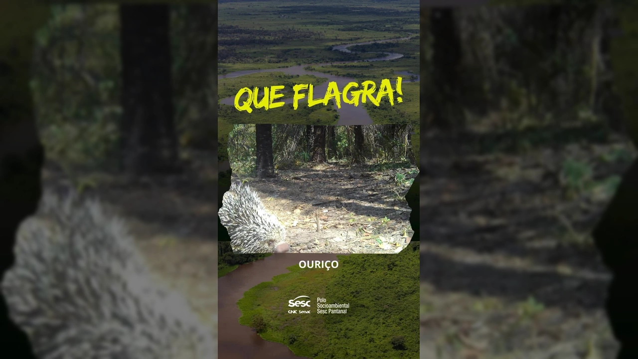 Imagem de um ouriço-preênsil caminhando em uma área de mata, com a legenda QUE FLAGRA! e OURIÇO. Créditos: Sesc Pantanal / Instagram