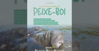 Peixe-boi em seu habitat natural, um símbolo da biodiversidade marinha brasileira, divulgado pela Associação Peixe-boi.