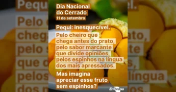 Foto de pequis cortados, alguns com sementes e sem espinhos, apresentando a coloração amarela intensa característica das novas cultivares. Créditos: Embrapa / Instagram.