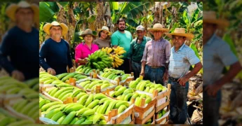 Produtores rurais em Porto Estrela com caixas de bananas verdes, representando a força da agricultura familiar. Imagem por Prefeitura de Porto Estrela-MT / Instagram.