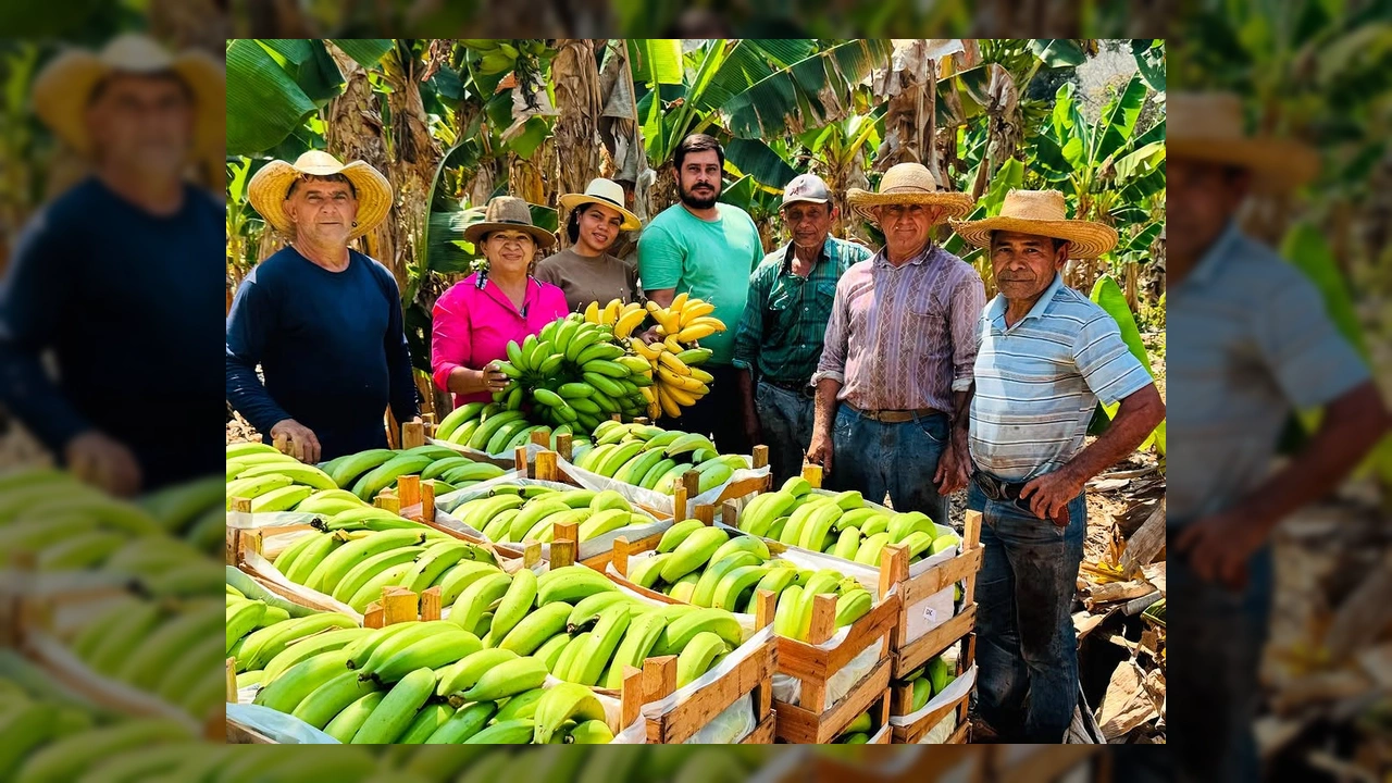 Produtores rurais em Porto Estrela com caixas de bananas verdes, representando a força da agricultura familiar. Imagem por Prefeitura de Porto Estrela-MT / Instagram.