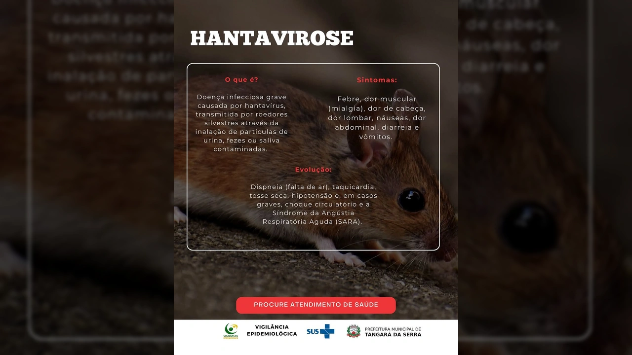 Roedor silvestre próximo ao chão, transmissor da hantavirose, alerta da Prefeitura de Tangará da Serra
